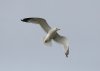 Ring-billed Gull at Westcliff Seafront (Steve Arlow) (16032 bytes)
